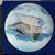 North American wild life series harp seal art work by lisa calvert 3 thumbnail