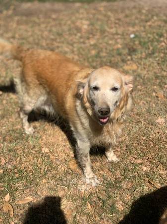 Golden Retriever-Hembra (Katy)63859317855233121