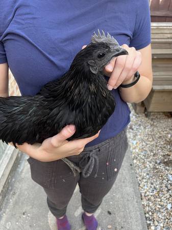 Ayam Cemani Rooster 1
