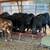 Brangus heifers 6 thumbnail