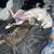 Neutered male feline 3 thumbnail