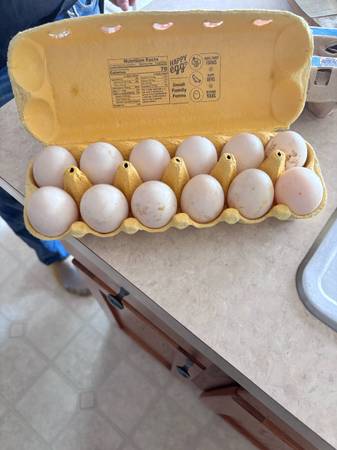 Ducks Eggs 1