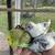 Parakeets 5 thumbnail