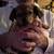 Tiny chiweenie 4 thumbnail