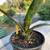 Bromeliads - cold hardy tropical plants 12 thumbnail