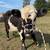mini cow 4 thumbnail