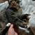 Missing our cat rocket 3 thumbnail