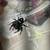 Jumping spiders with enclosures 3 thumbnail