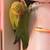 Indian ringneck 6 thumbnail