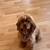 Cocker spaniel 4 thumbnail