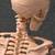 Skeleton articulating human model half life size 33" tall 4 thumbnail
