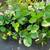 Large Strawberry plant 3 thumbnail