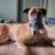 Belgian Malinois/Great Dane Mix 1 thumbnail