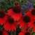 WANTED -  Red  or  Hot Pink  Flower  Transplants 1 thumbnail