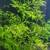 Aquarium Plants 17 thumbnail