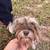 Toy schnauzer needs home 3 thumbnail
