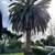 Actively Buying Large Palm Trees like these 1 thumbnail