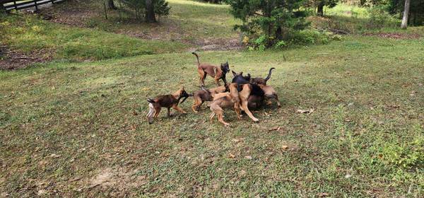 Cachorros de pastor belga Malinois63655906923011120
