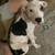 Two 4 month old Pitbull Puppies 2 thumbnail