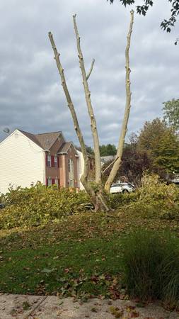 Tree removal 1