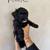 Toy Poodle Puppies 3 thumbnail