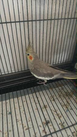 Female Cockateil (Gautier)63801746483073120