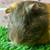 Guinea pig Female (Savethepetz) 2 thumbnail