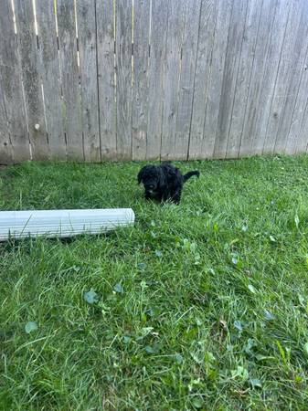Mini P00DLE (Bellevue)63968813191170123