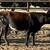 Longhorn/ corriente cattle 1 thumbnail