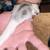 Sugar gliders 5 thumbnail
