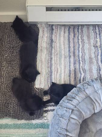 Kittens Ready for Their New Forever Homes (Sumner)63874560745985121