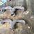 1957/1963 CHEVY SMALL BLOCK RAM EXHAUST MANIFOLDS 1 thumbnail
