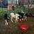 Feeder calves 2 thumbnail
