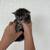 Siberian kittens 1 thumbnail
