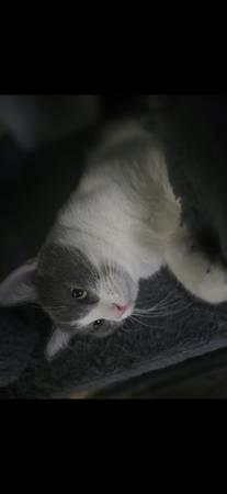 CAT - KITTEN (Cleveland)63939179098882124