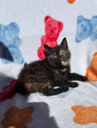 Kittens 1