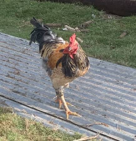 Rooster 1