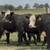 Black Whiteface Replacement Heifers 1 thumbnail