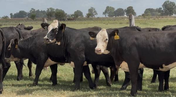 Black Whiteface Replacement Heifers 1