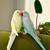 Indian Ringneck Pair 1 thumbnail