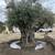 Large Mature Olive Trees 2 thumbnail