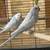 Parakeet 23 thumbnail