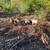 Nubian Boer cross and minis 3 thumbnail