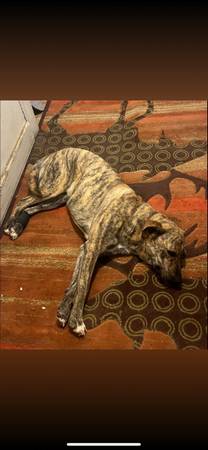 German/Dutch Shepherd (Cullman)63429171603971121
