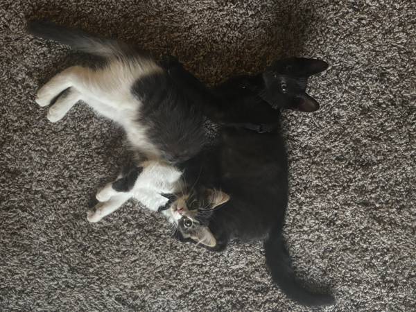 Missing Kitten from Stillwater Apartment Complex (South Hill)63684416297731124