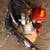 Echo Leaf Blower 1 thumbnail