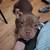 Micro bully 1 thumbnail