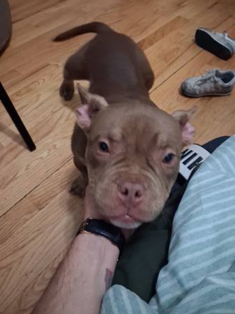 Micro bully 1