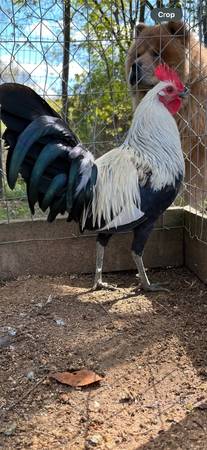 Gallo regular grey 1