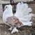 Pigeons fancy 2 thumbnail